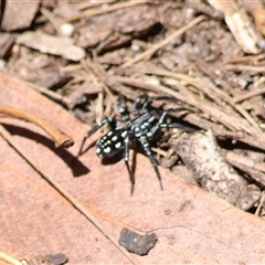 Nyssus albopunctatus (White-spotted swift spider) at Moruya, NSW - 10 Dec 2024 by LisaH