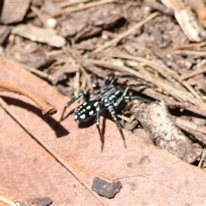 Nyssus albopunctatus (White-spotted swift spider) at Moruya, NSW by LisaH