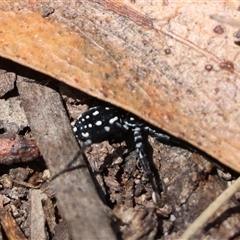 Nyssus albopunctatus at Moruya, NSW - suppressed