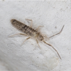 Unidentified Springtail (Collembola) at Melba, ACT - 12 Dec 2024 by kasiaaus