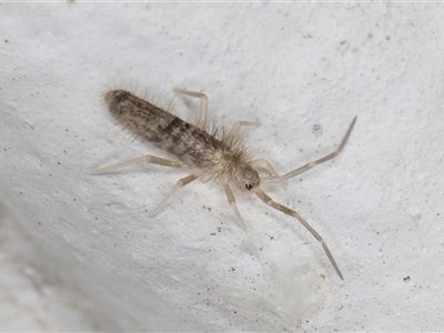Entomobryomorpha (order) (Entomobryomorph springtail) at Melba, ACT - 12 Dec 2024 by kasiaaus