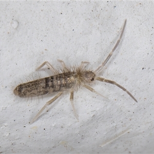 Entomobryomorpha (order) at Melba, ACT - 12 Dec 2024