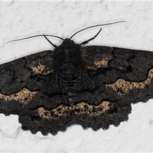 Melanodes anthracitaria (Black Geometrid) at Melba, ACT by kasiaaus