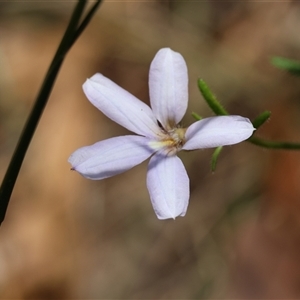 Unidentified Other Wildflower or Herb at Moruya, NSW by LisaH