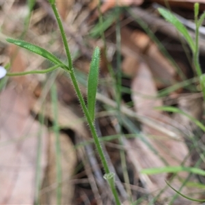 Unidentified at suppressed - 10 Dec 2024