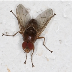 Helina sp. (genus) (Muscid fly) at Melba, ACT - 13 Dec 2024 by kasiaaus