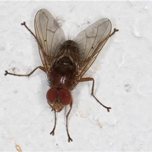 Helina sp. (genus) (Muscid fly) at Melba, ACT by kasiaaus