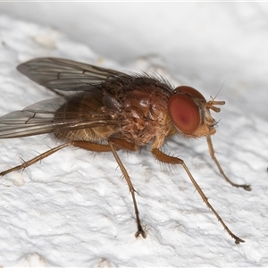 Helina sp. (genus) at Melba, ACT - 13 Dec 2024