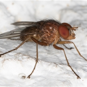 Helina sp. (genus) at Melba, ACT - 13 Dec 2024