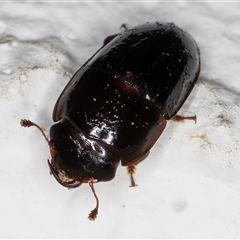 Nitidulidae sp. (family) (Sap beetle) at Melba, ACT - 13 Dec 2024 by kasiaaus