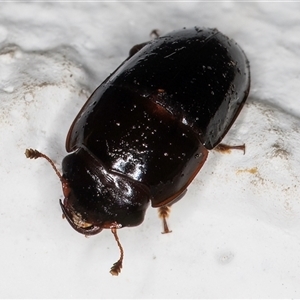 Nitidulidae sp. (family) at Melba, ACT - 13 Dec 2024