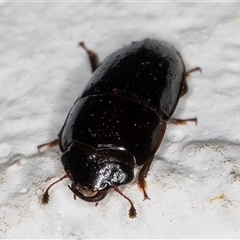 Nitidulidae sp. (family) at Melba, ACT - 13 Dec 2024