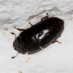 Nitidulidae sp. (family) at Melba, ACT - 13 Dec 2024