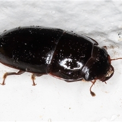 Nitidulidae sp. (family) at Melba, ACT - 13 Dec 2024