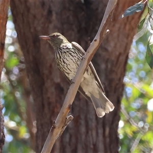 Oriolus sagittatus (Olive-backed Oriole) at Moruya, NSW by LisaH