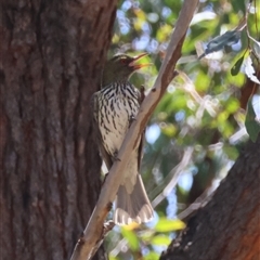 Oriolus sagittatus at Moruya, NSW - 10 Dec 2024