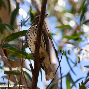 Oriolus sagittatus at Moruya, NSW - suppressed