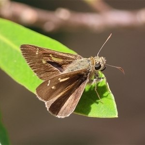 Dispar compacta (Barred Skipper) at Moruya, NSW by LisaH