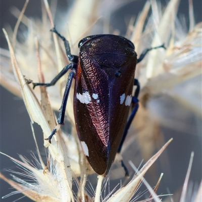 Eurymela fenestrata (Gum tree leafhopper) at Moruya, NSW - 10 Dec 2024 by LisaH