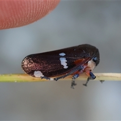 Eurymela fenestrata at Moruya, NSW - suppressed