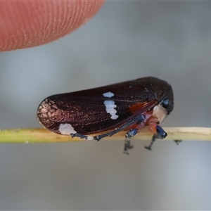 Eurymela fenestrata at Moruya, NSW - suppressed