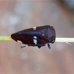 Eurymela fenestrata at Moruya, NSW - suppressed