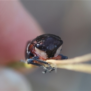 Eurymela fenestrata at Moruya, NSW - suppressed