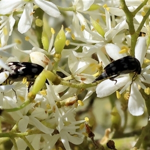 Mordellidae (family) at Wodonga, VIC - 15 Dec 2024