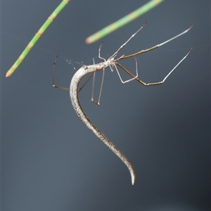 Ariamnes colubrinus (Whip spider) at Moruya, NSW by LisaH