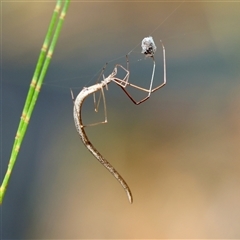 Ariamnes colubrinus at Moruya, NSW - suppressed