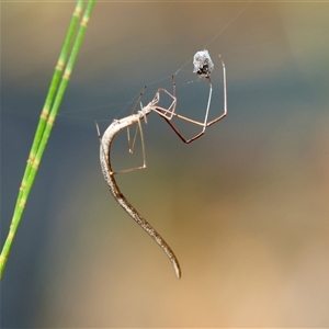 Ariamnes colubrinus at Moruya, NSW - suppressed