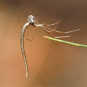 Ariamnes colubrinus at Moruya, NSW - suppressed