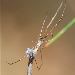 Ariamnes colubrinus at Moruya, NSW - 10 Dec 2024