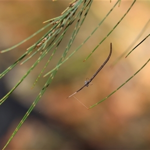 Ariamnes colubrinus at Moruya, NSW - suppressed