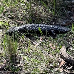 Tiliqua rugosa (Shingleback Lizard) at Bungendore, NSW - 14 Dec 2024 by yellowboxwoodland