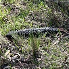 Tiliqua rugosa at Bungendore, NSW - suppressed