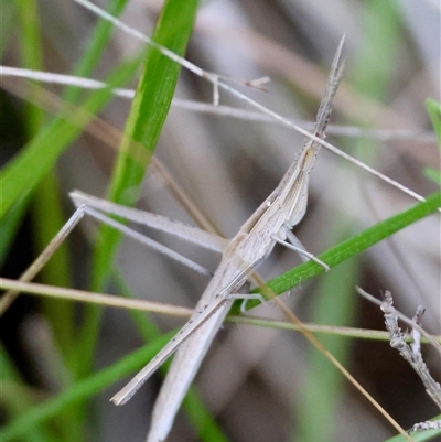 Acrida conica (Giant green slantface) at Moruya, NSW - 10 Dec 2024 by LisaH