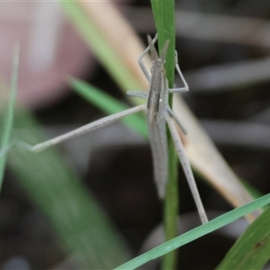 Acrida conica at Moruya, NSW - 10 Dec 2024