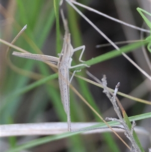 Acrida conica at Moruya, NSW - suppressed