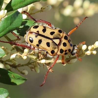 Neorrhina punctatum (Spotted flower chafer) at Wodonga, VIC - 15 Dec 2024 by KylieWaldon