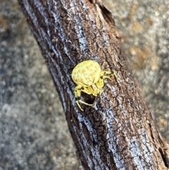 Thomisidae (family) at Flynn, ACT - 15 Dec 2024