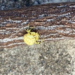 Thomisidae (family) at Flynn, ACT - 15 Dec 2024