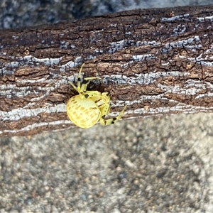 Thomisidae (family) at Flynn, ACT - 15 Dec 2024