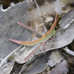 Acrida conica (Giant green slantface) at Moruya, NSW - 10 Dec 2024 by LisaH