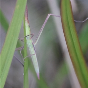 Acrida conica at Moruya, NSW - suppressed