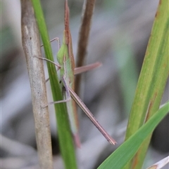 Acrida conica at Moruya, NSW - suppressed