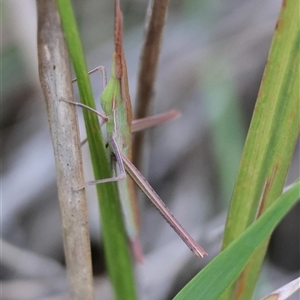 Acrida conica at Moruya, NSW - suppressed