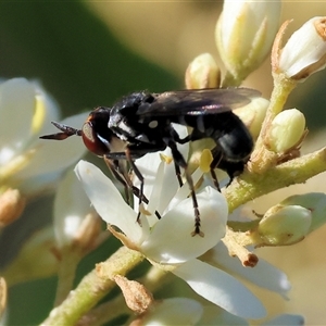 Sciomyzidae sp. (family) at Wodonga, VIC by KylieWaldon