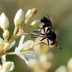 Australoconops sp. (genus) (A thick-headed fly) at Wodonga, VIC - 15 Dec 2024 by KylieWaldon