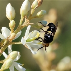 Australoconops sp. (genus) at Wodonga, VIC - 15 Dec 2024 07:03 AM